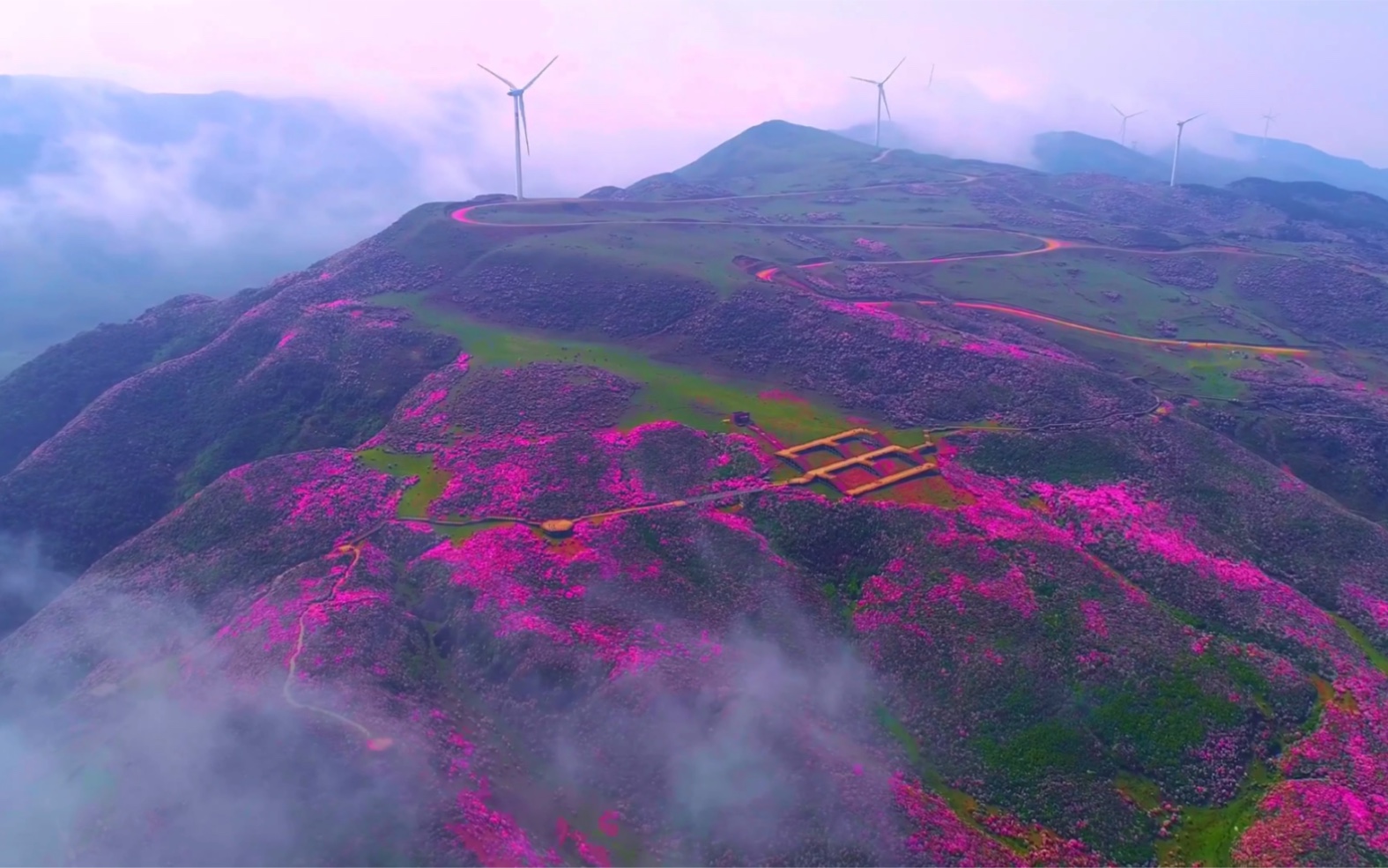 [图]一起去看花海-贵州乌蒙大草原花海