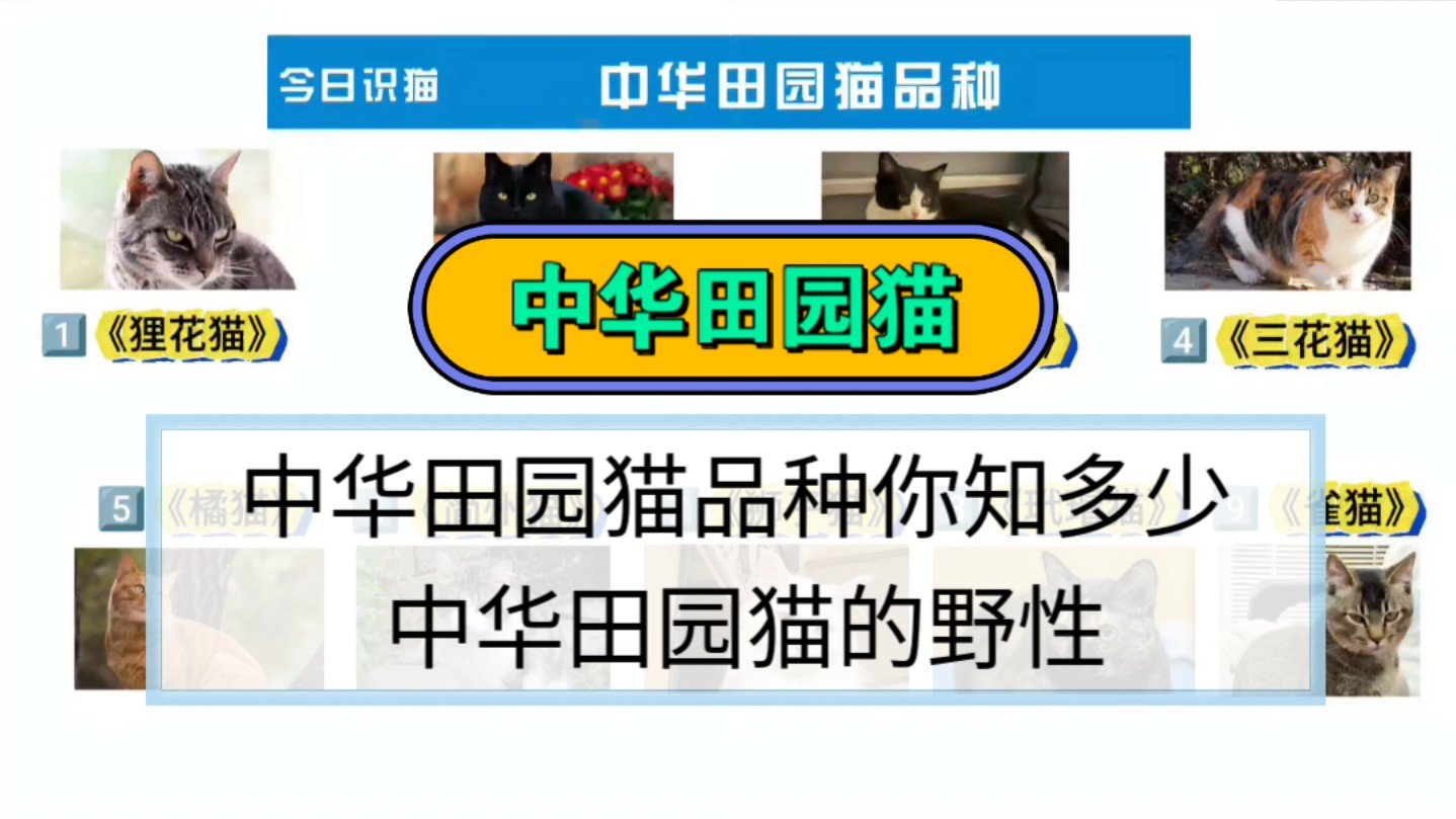 中华田园猫,那可是我们本土的可爱小精灵!它们活泼、聪明又独立,有着各种各样的毛色和花纹,每一只都独一无二.#猫咪 #田园猫 #我为田园猫猫举大旗...