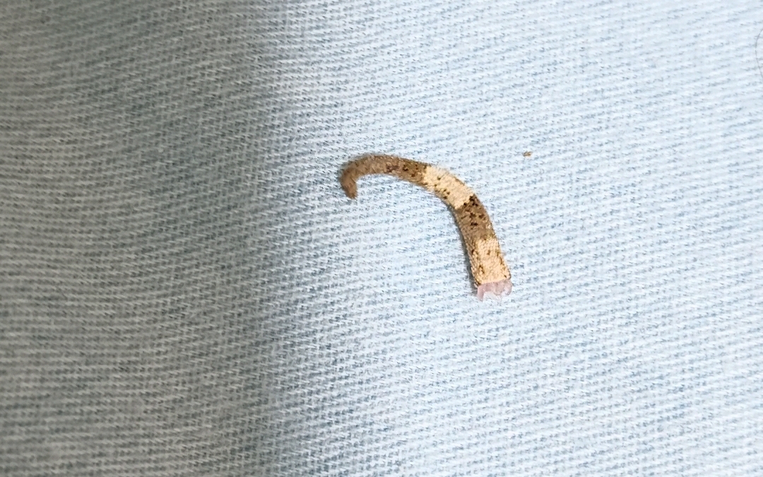 壁虎上我床,被我扯断了小尾巴,抓来放了,多可爱的