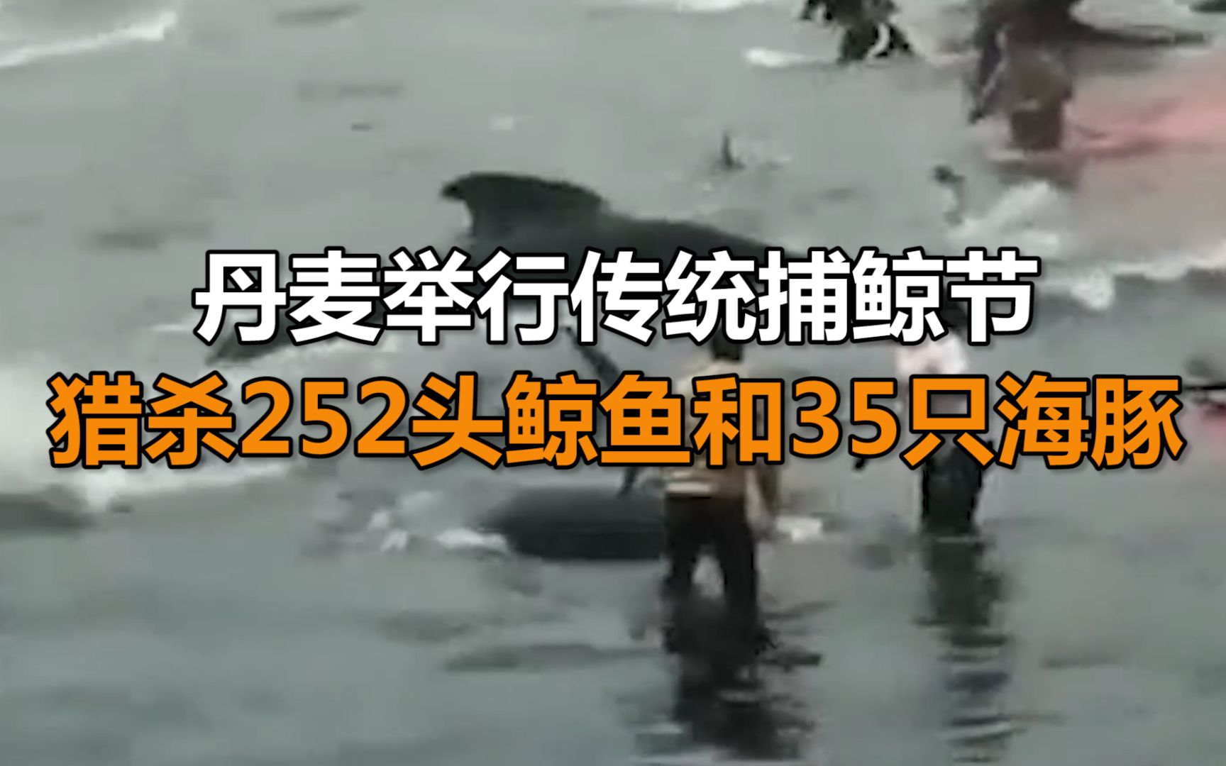 丹麦法罗群岛举行传统捕鲸节,一日猎杀252头鲸鱼和35只海豚,海水被