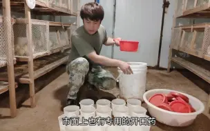 Descargar video: 小鸡育雏开口药怎么选择？该如何正确实用，养鸡阿雄告诉你