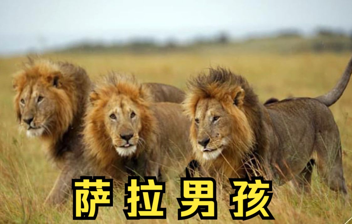 萨拉男孩雄狮三兄弟善待疤面老狮王养大继子有情有义的雄狮联盟