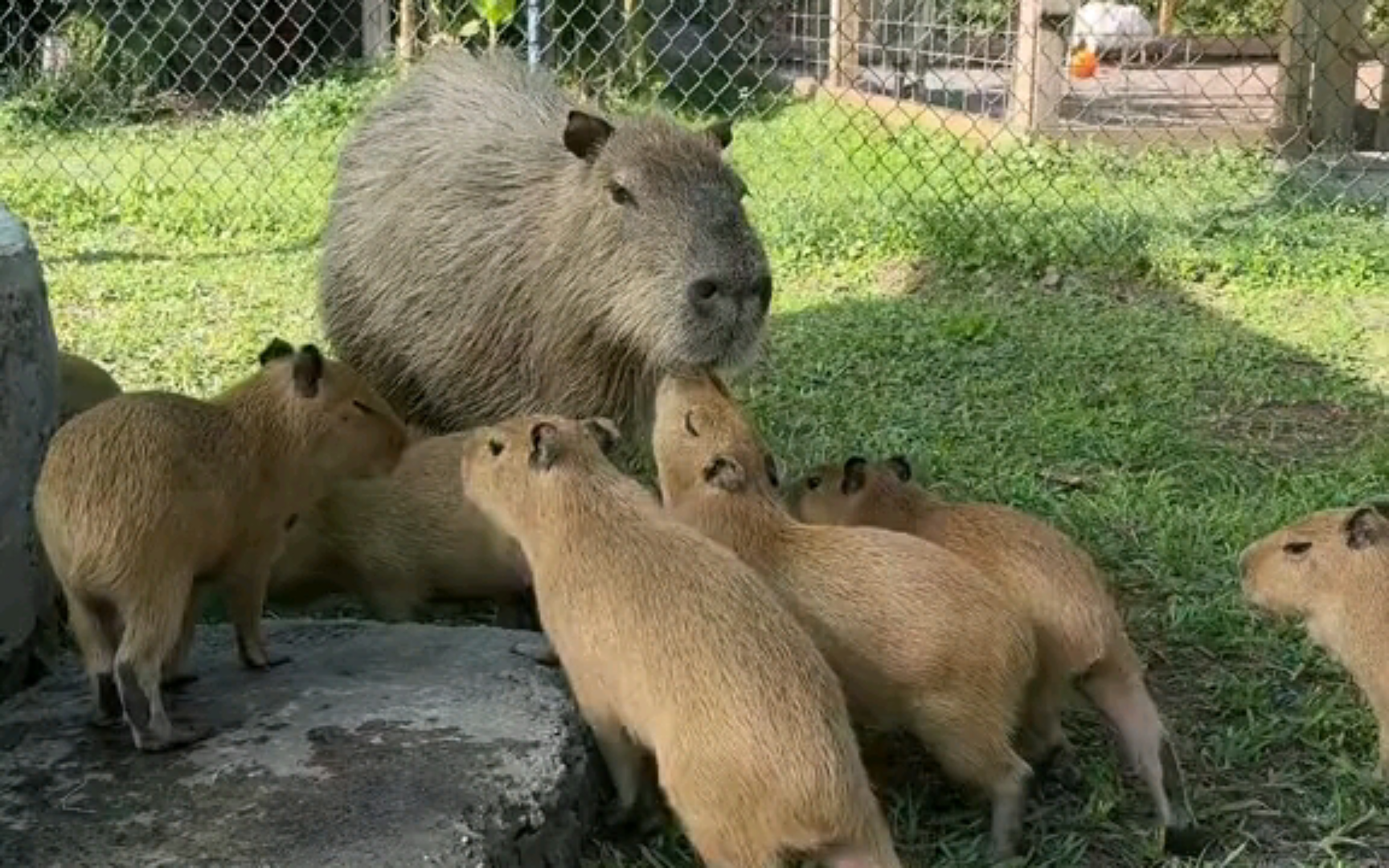 绒面豚怎么生出了缎面豚?