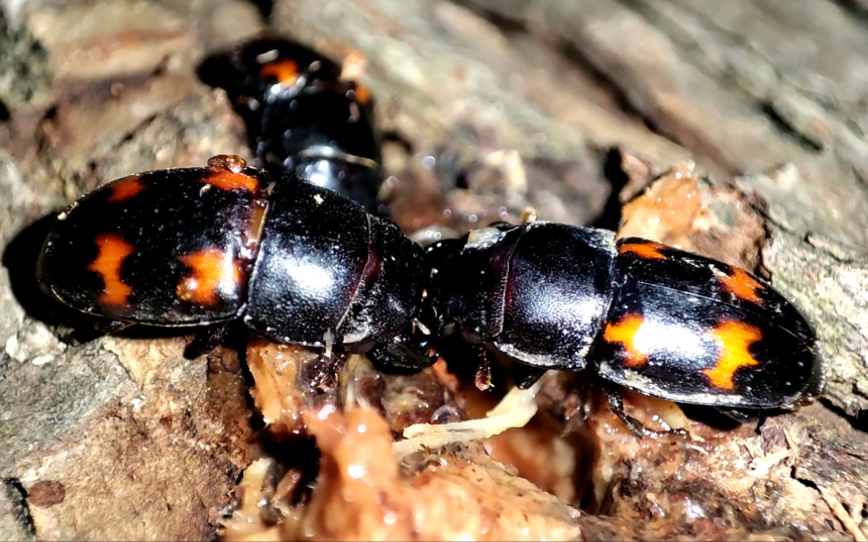 四斑露尾甲争夺地盘