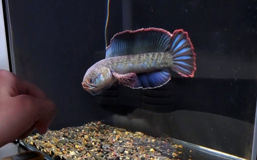 身材壮硕的酒红雷龙