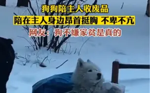 狗狗陪主人收废品，陪在主人身边昂首挺胸不卑不亢。网友：狗不嫌家贫是真的#狗是人类最忠诚的朋友 #社会百态