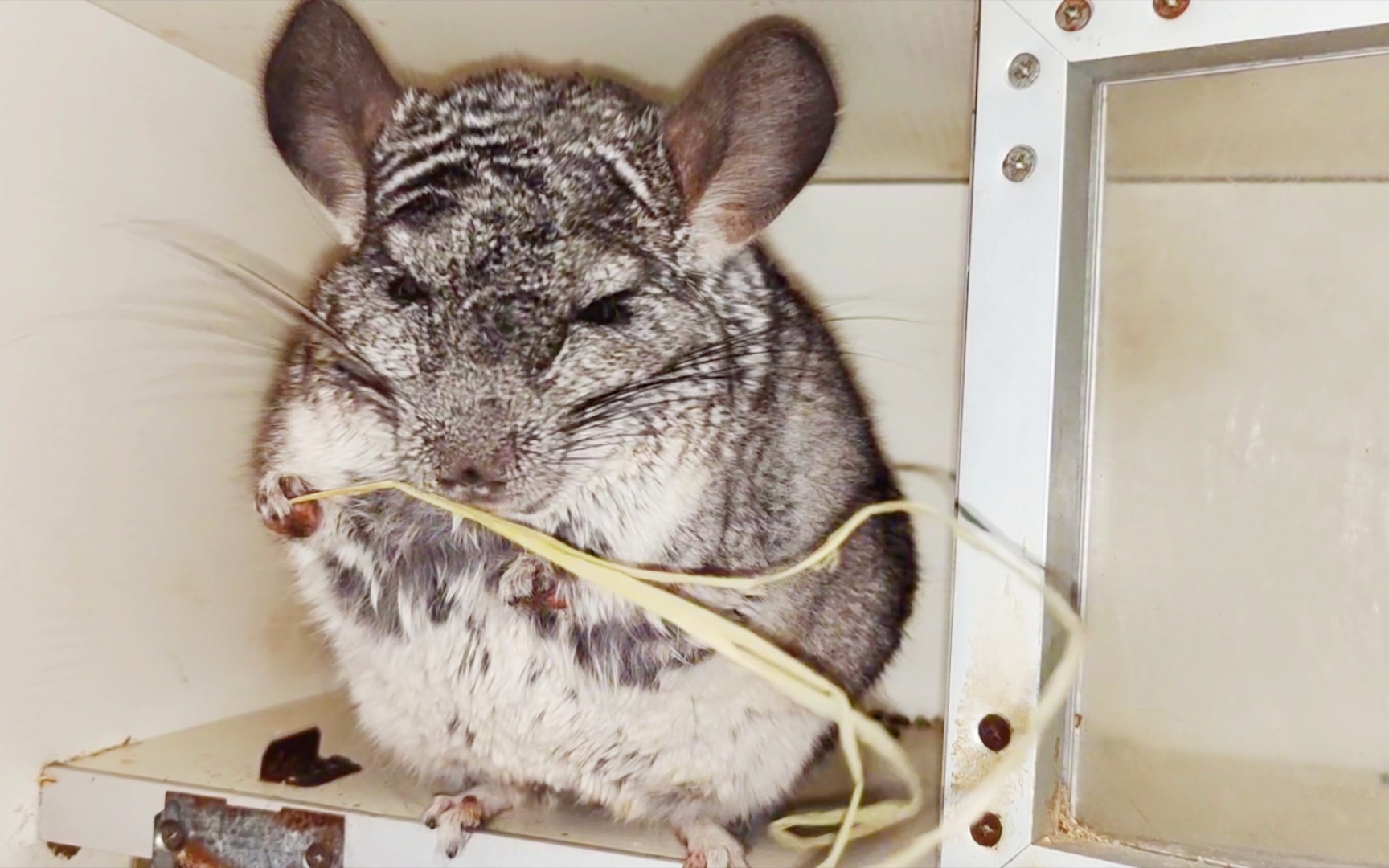 【毛丝鼠】论一根干草是如何"消失"的!哈哈(27ω27)hiahiahia