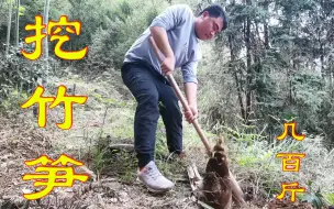 Tải video: 这季节漫山遍野都是竹笋，半个小时就挖了几百斤，这样挖笋真过瘾