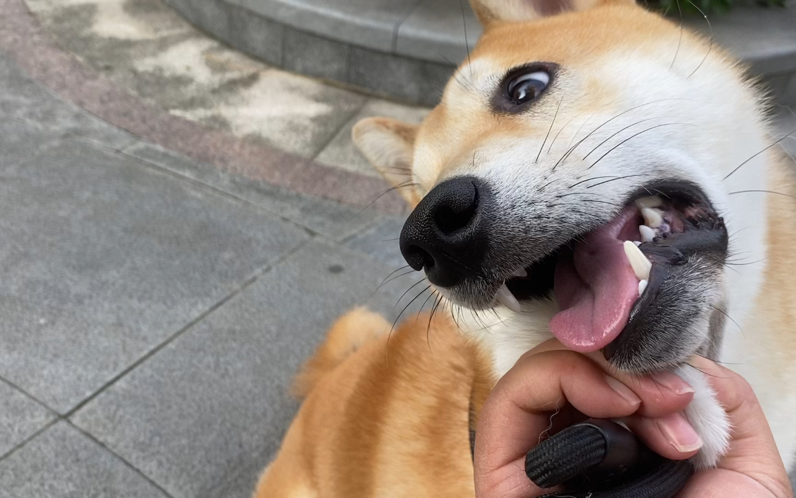 四个月前的柴犬niko还是那种一看到狗就很兴奋状态,真是年轻气盛