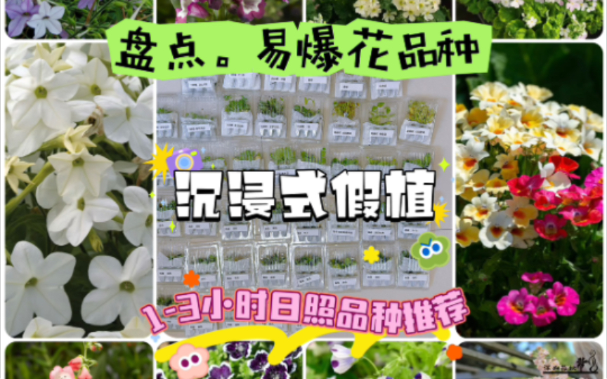 易爆花低日照花花推荐~假植中~哔哩哔哩bilibili