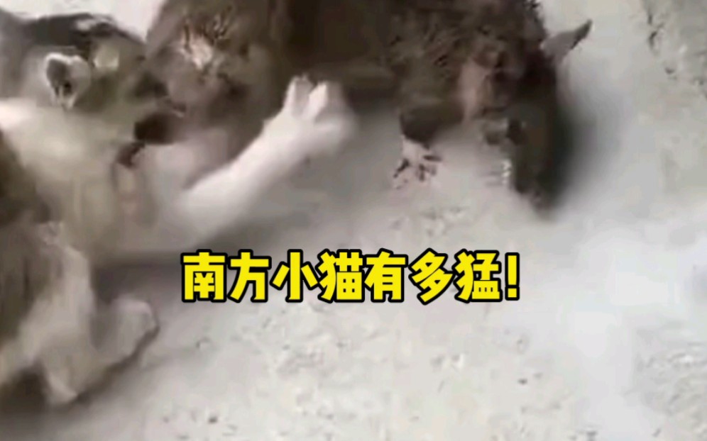 这只猫居然被一只老鼠欺负了?哔哩哔哩bilibili