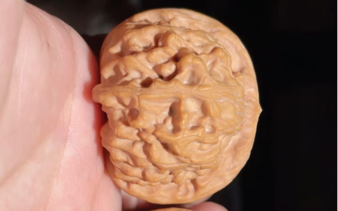 天地狮子头-二爷帽尺寸43-43肚42-42高36自然灯下拍摄