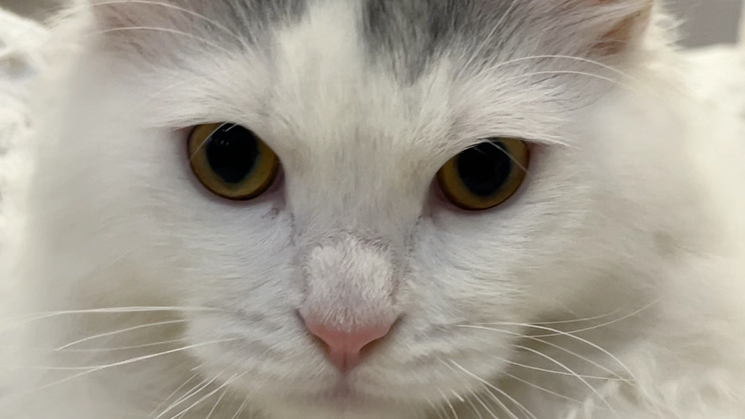 撸猫日记|今天是霸气侧漏的狮子喵一只了!