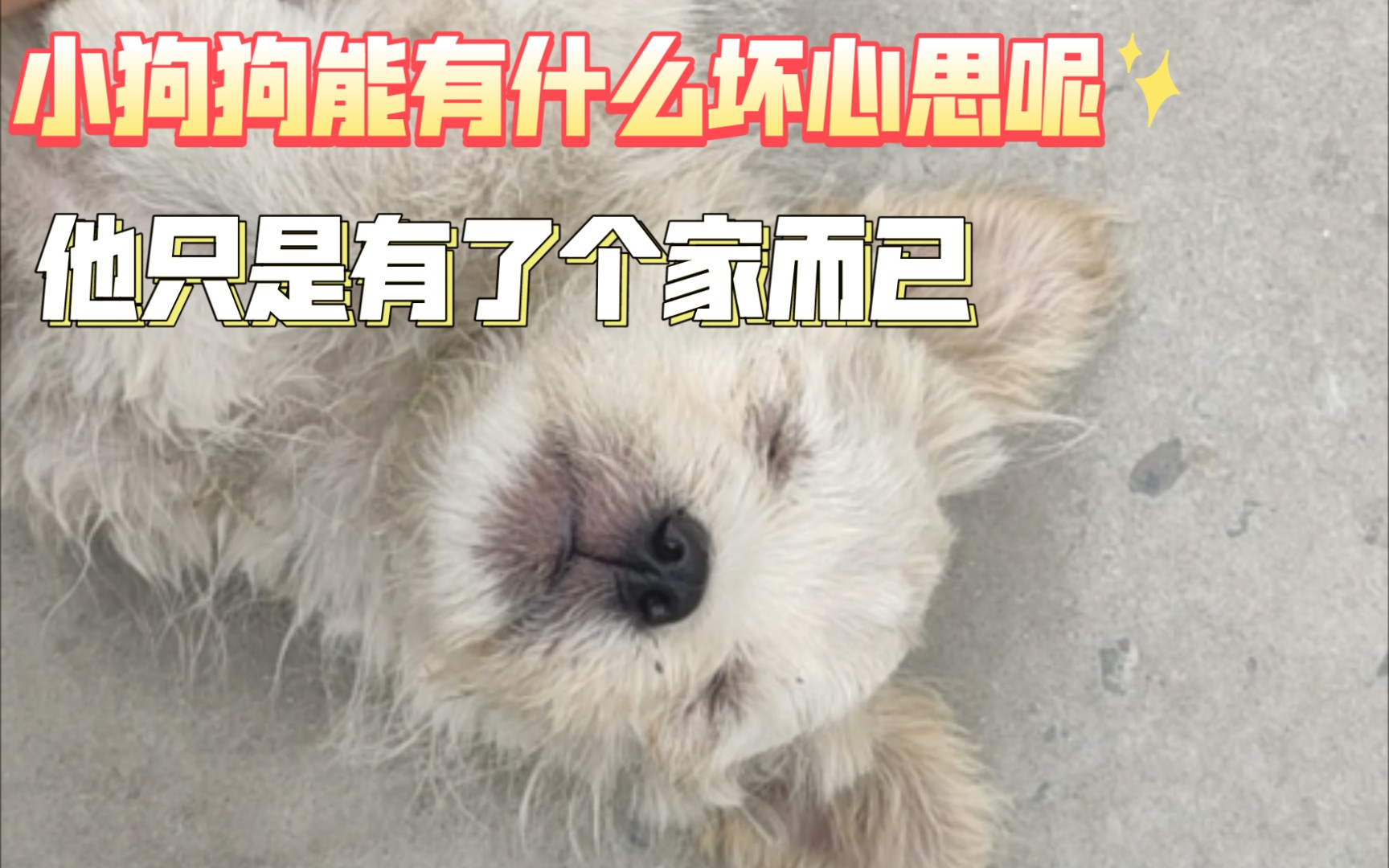 "小狗狗能有什么坏心思呢,他只是有了个家而已"