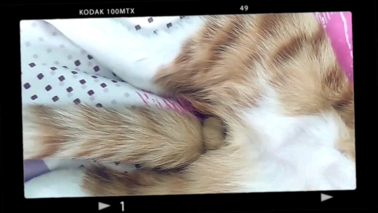 可爱的桔猫蛋蛋