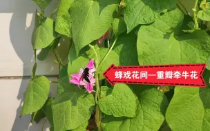 Скачать видео: 蜂戏花间—重瓣牵牛花