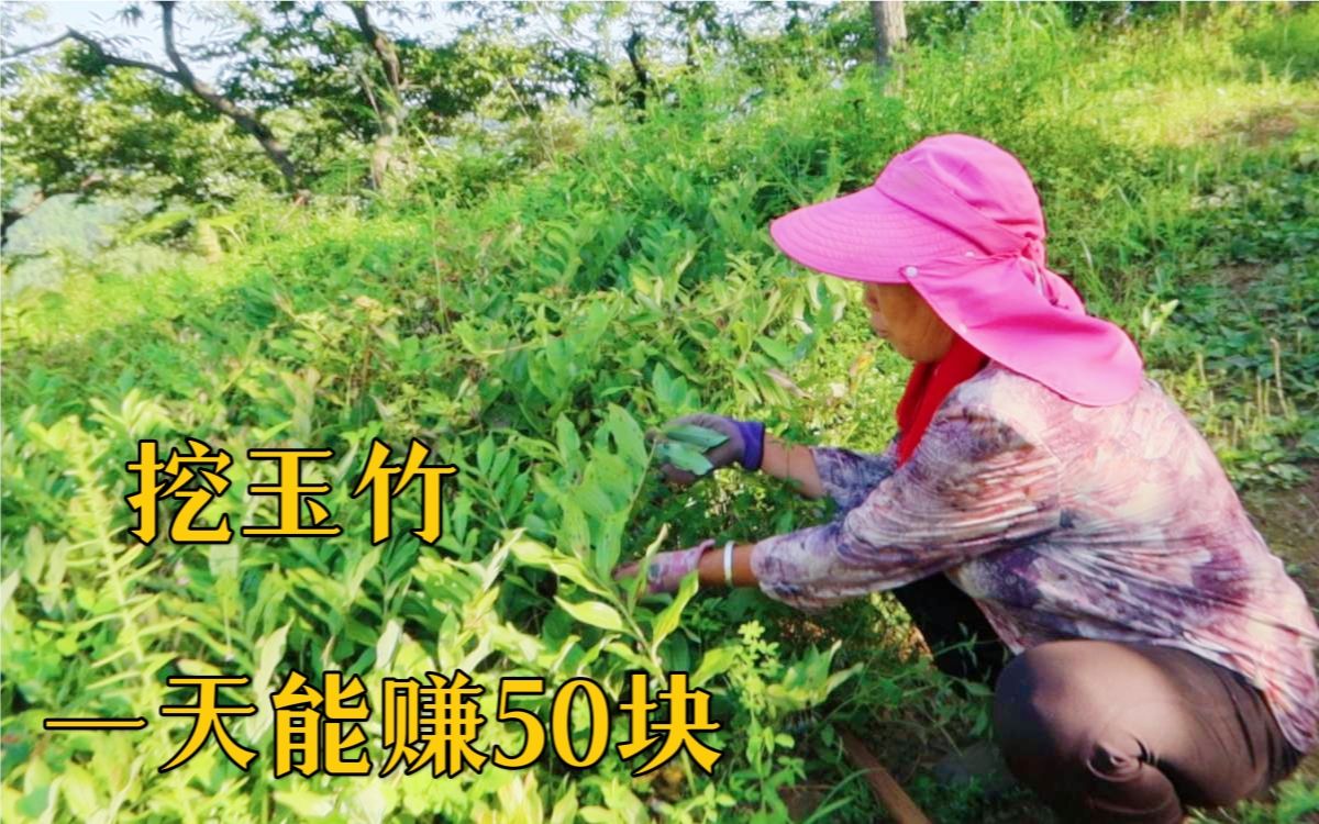 峰婶果园下挖玉竹一袋子能卖50块 每天赚点小钱也满足了哔哩哔哩bilibili