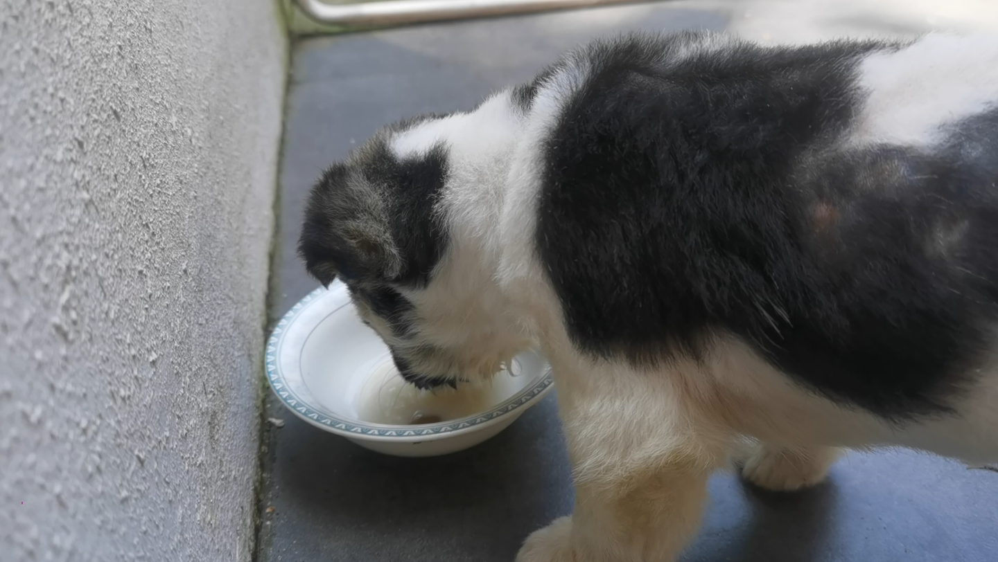 活动  小狗吃饭真香啊