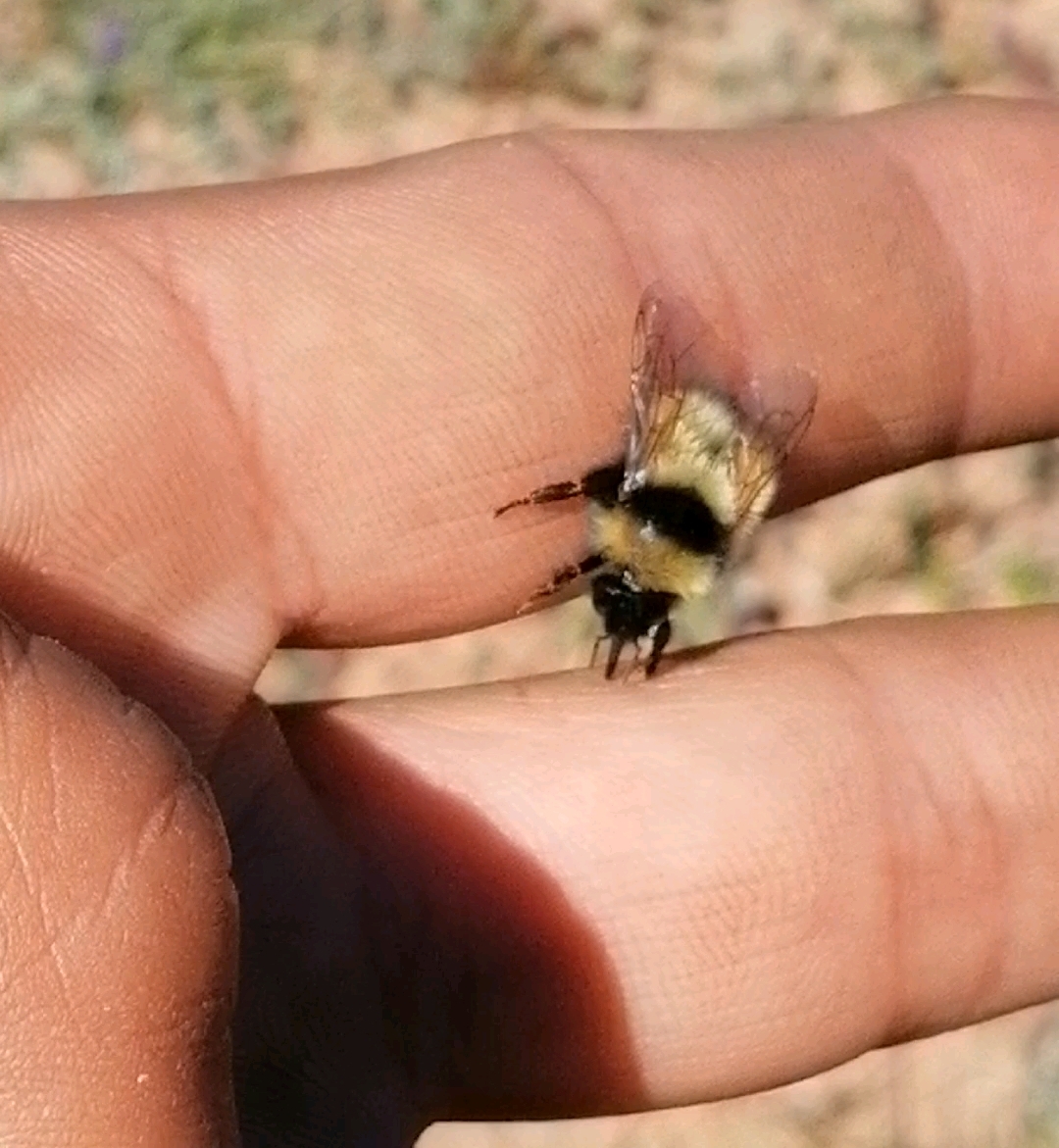 熊蜂:可爱温顺,轻轻摸它不会蛰人的.