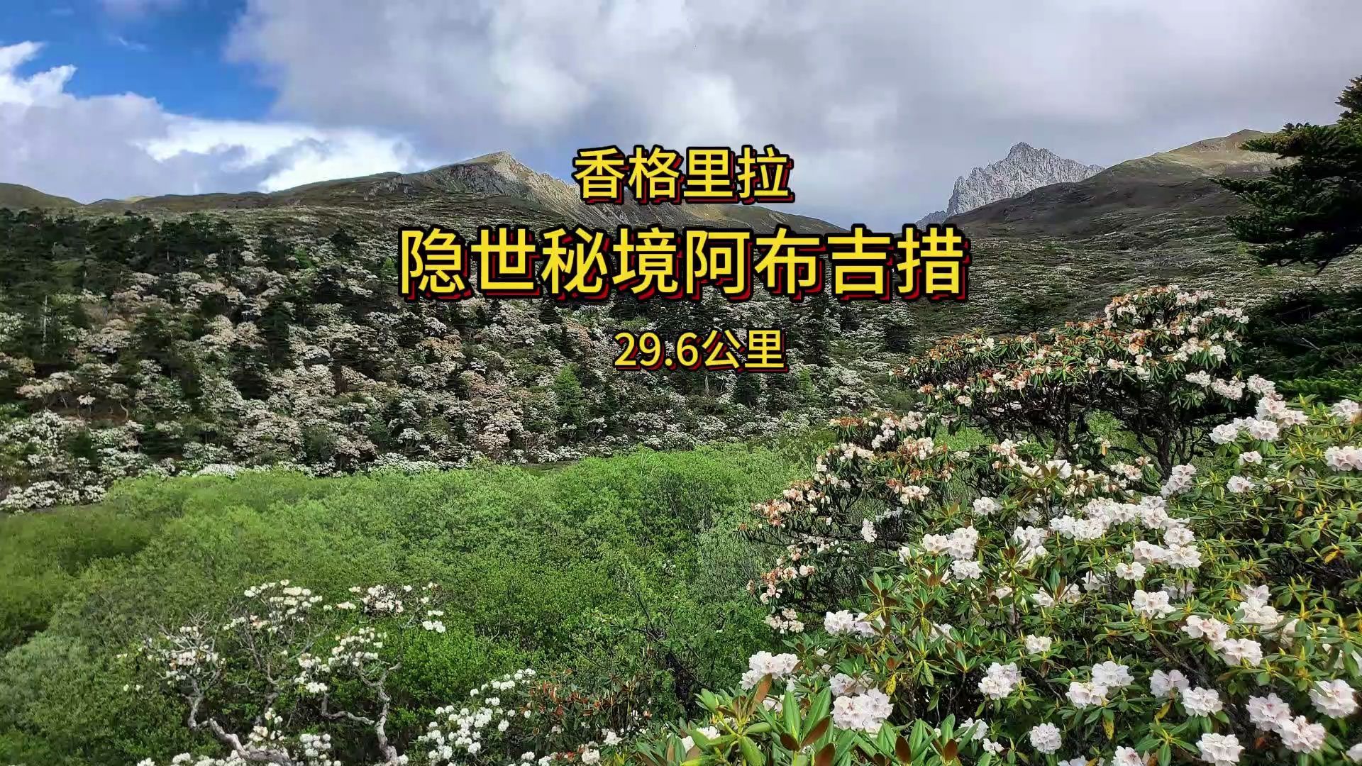 徒步29.6公里,探寻香格里拉隐世秘境阿布吉措,漫山遍野的高山杜鹃开满山谷哔哩哔哩bilibili