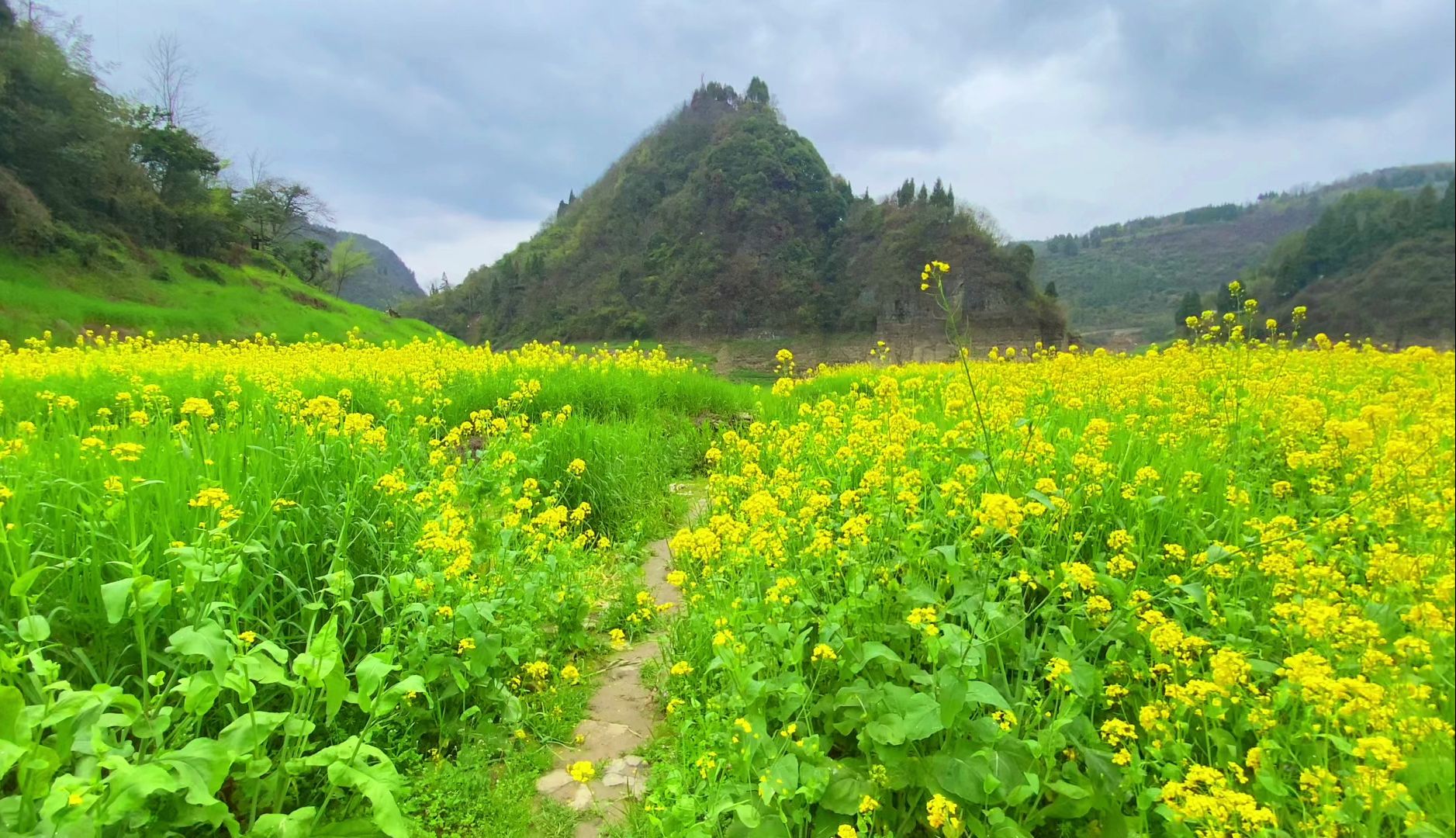 油菜花开,老家的一花一草,一山一水,都是独一无二的风景哔哩哔哩bilibili