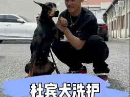 下载视频: 日常洗护  杜宾犬  英姿飒爽又帅气