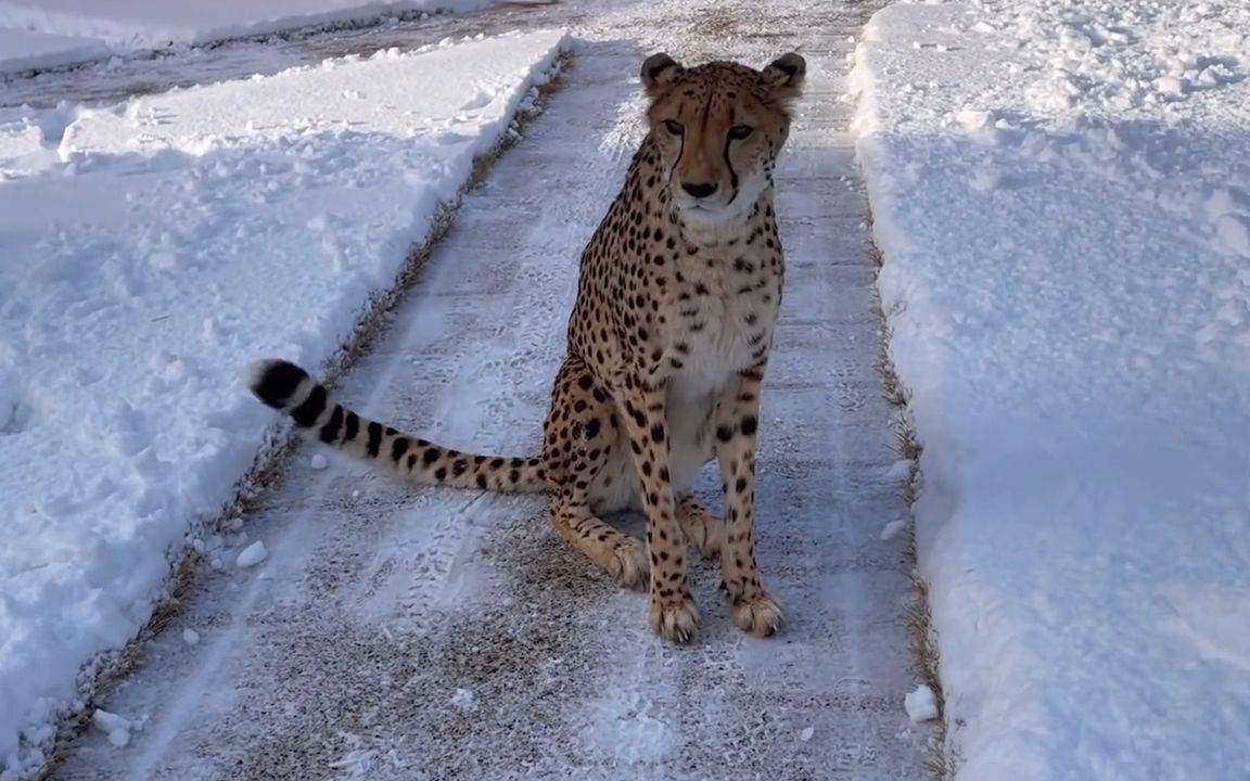 没有为猎豹的房间安装玻璃的原因哔哩哔哩bilibili