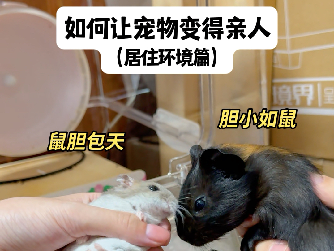 新养的小猪会上树哔哩哔哩bilibili