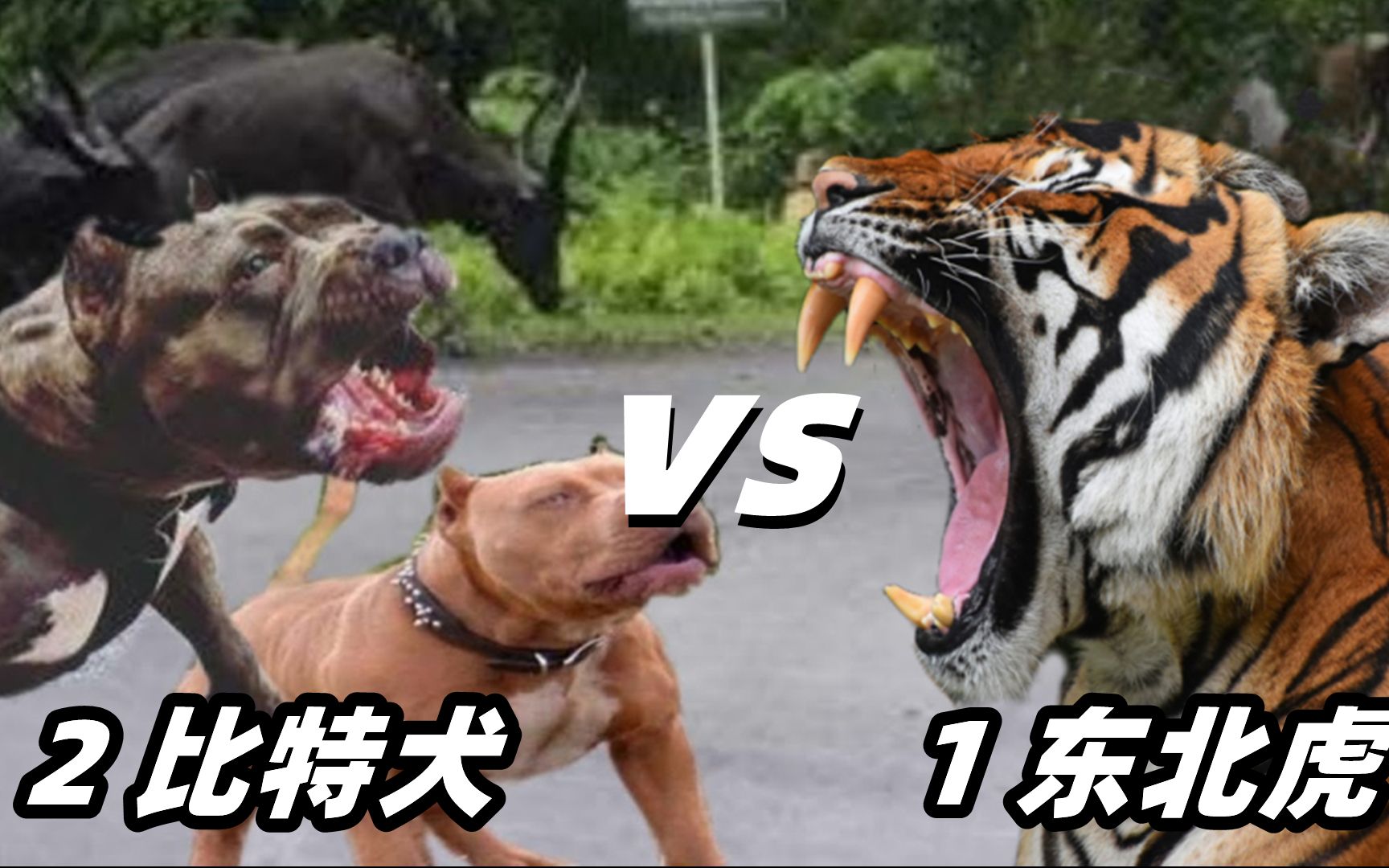 [图]1头东北虎vs2只比特犬，百兽之王能够支撑多久呢？