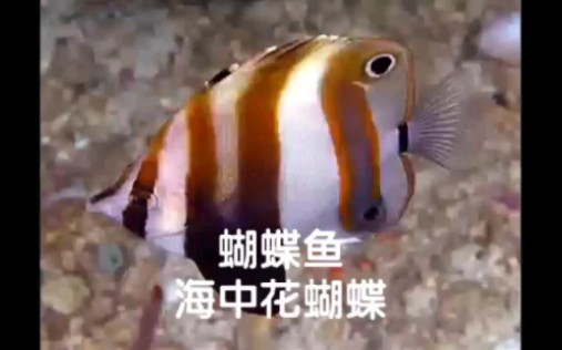 [图]蝴蝶鱼：海中花蝴蝶