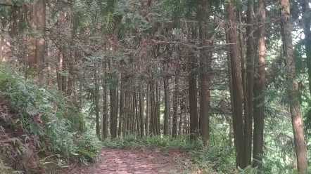 阴阴夏木啭黄鹂.山中习静观朝槿,松下清斋折露葵.哔哩哔哩bilibili