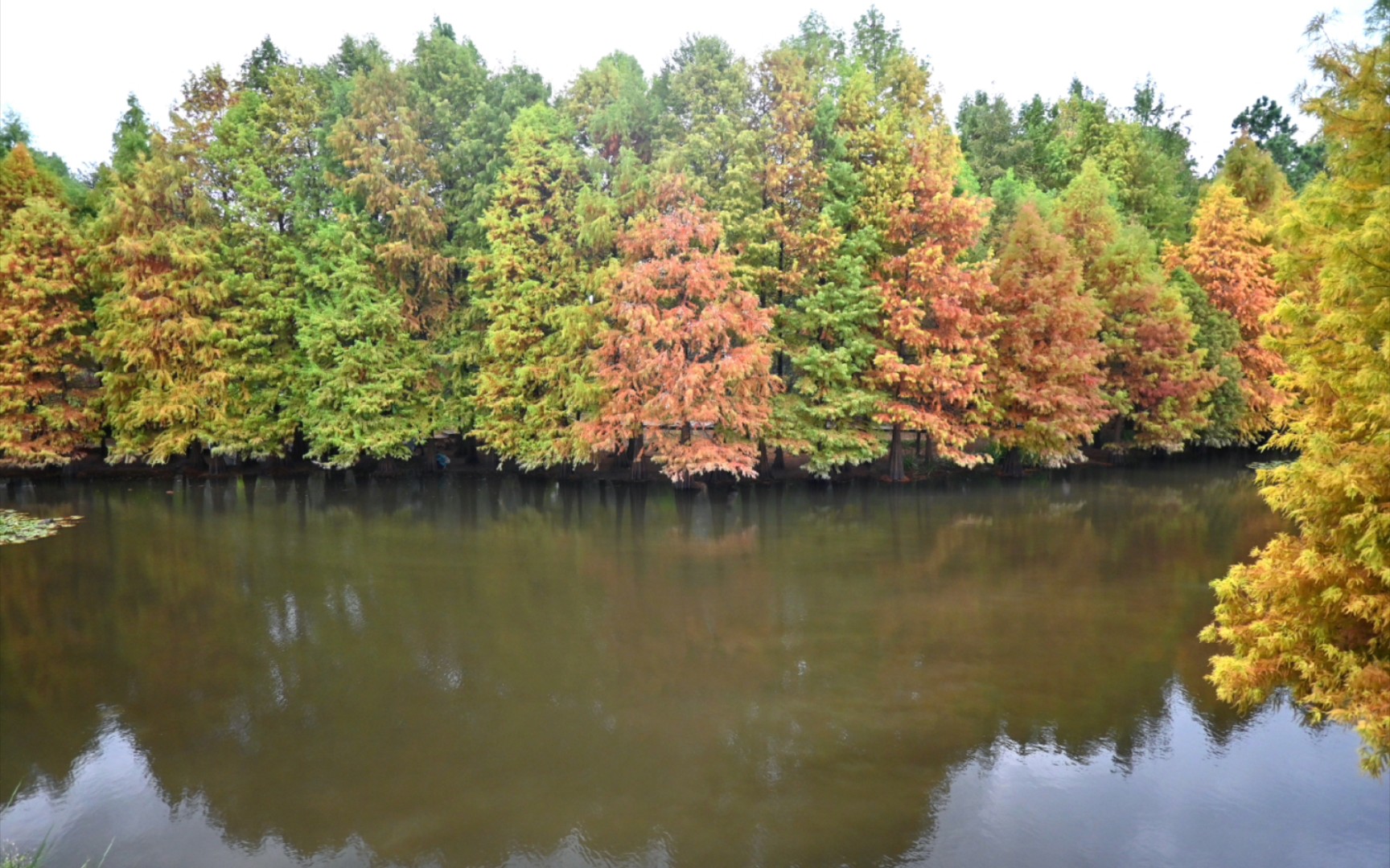 新手尼康z30,挑战南京明孝陵水杉木!