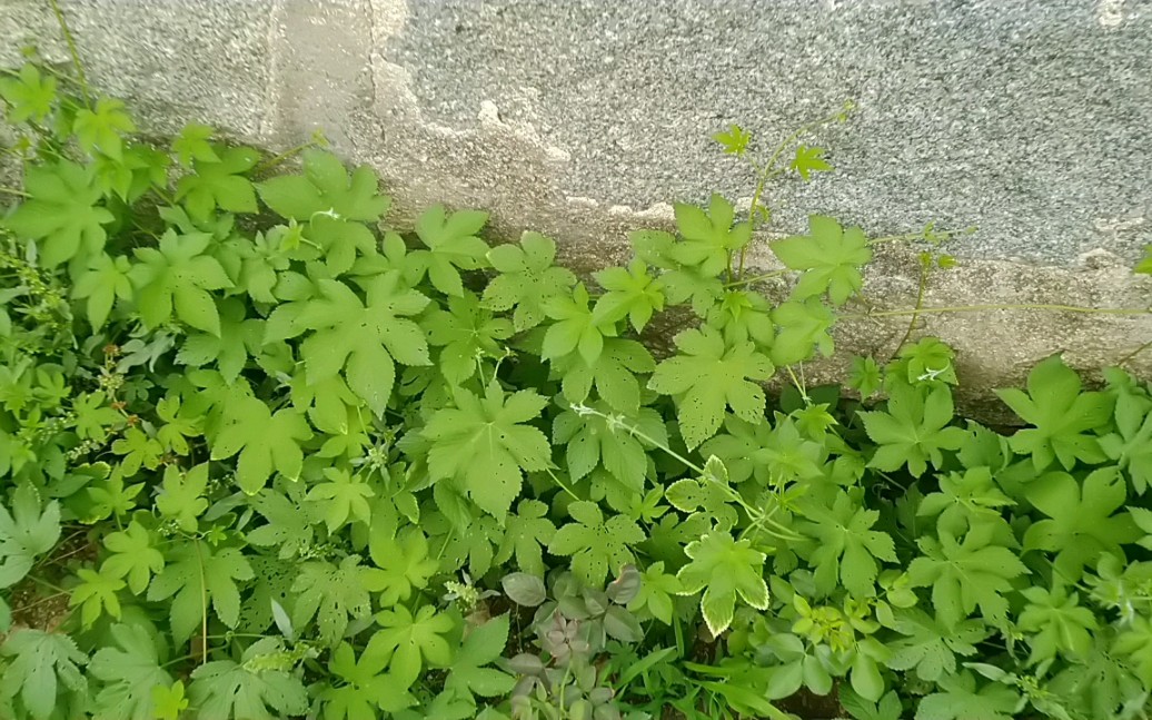 几天没注意,种在墙下的20颗爬藤都野草覆盖住了!