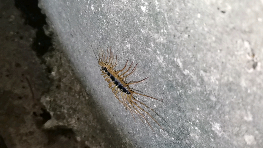 教你徒手抓蚰蜒