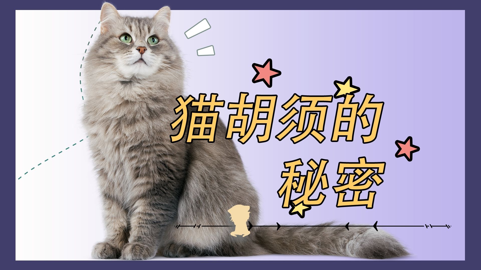 猫咪胡须的秘密哔哩哔哩bilibili