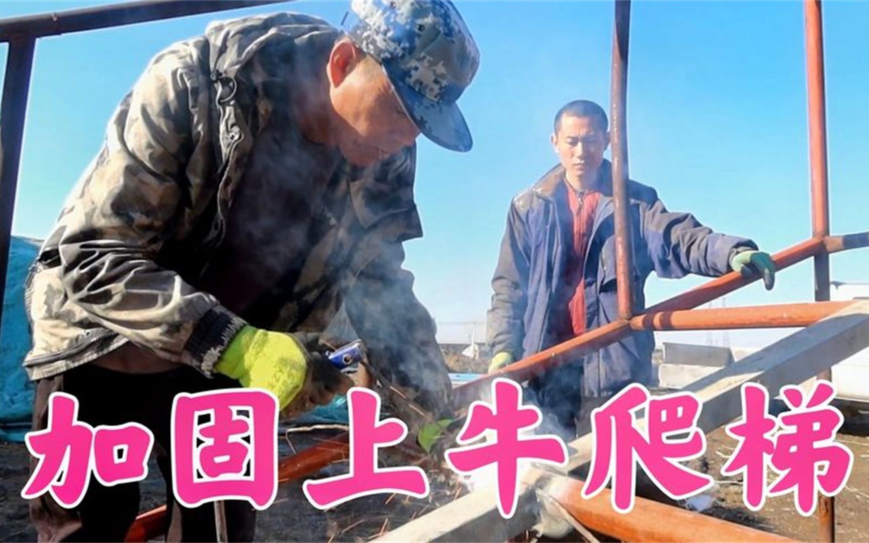 马上就要卖牛了二叔把上车的爬梯加固一下确保卖牛万无一失