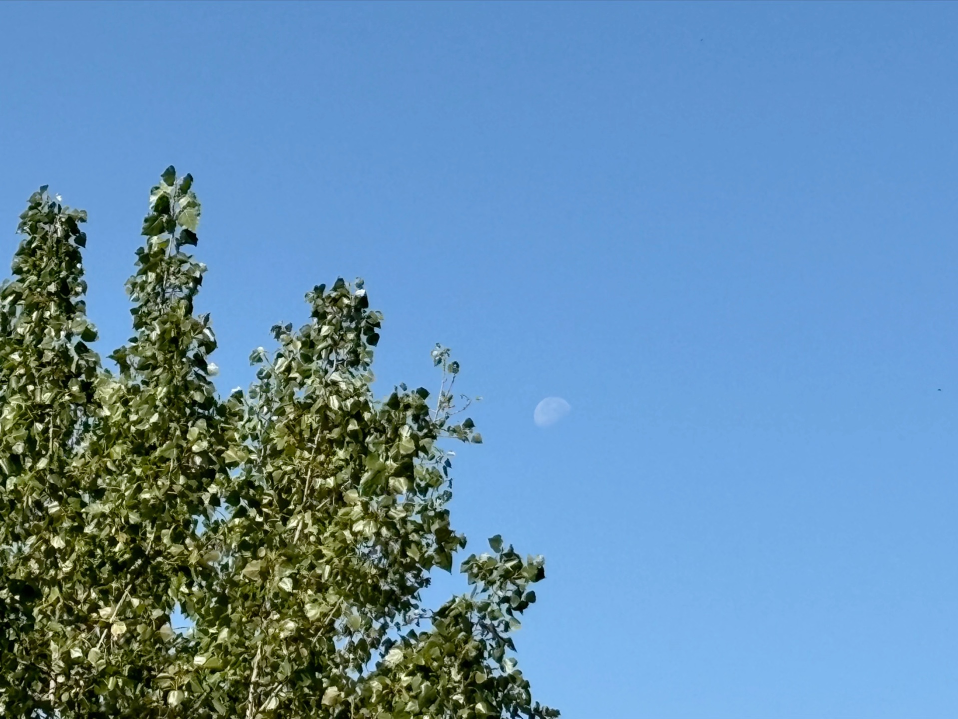 今天上午的日月同辉