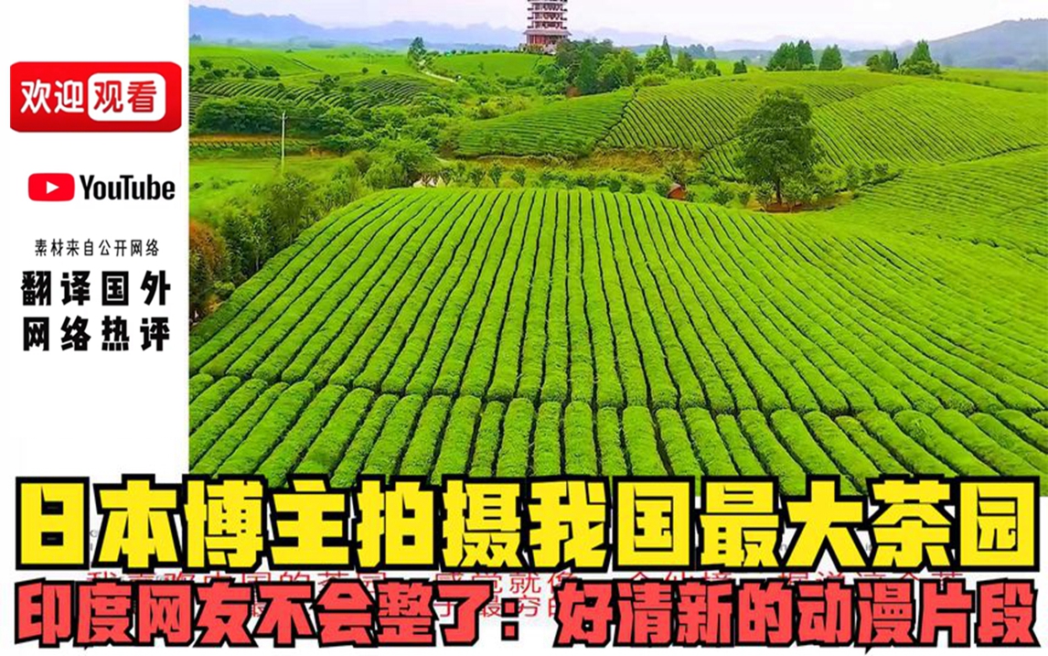 【歪果趣评】日本博主拍摄我国最大茶园,印度网友不会整了:好清新的动漫片段!哔哩哔哩bilibili