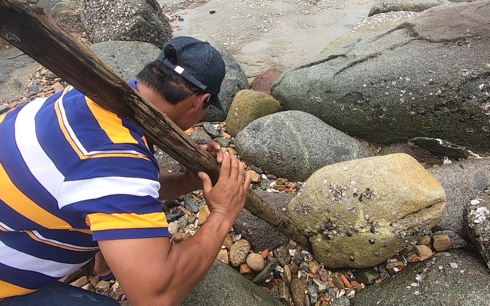 赶海就该撬石头,馒头咬牙撬开百斤巨石,活捉上百一斤的大货