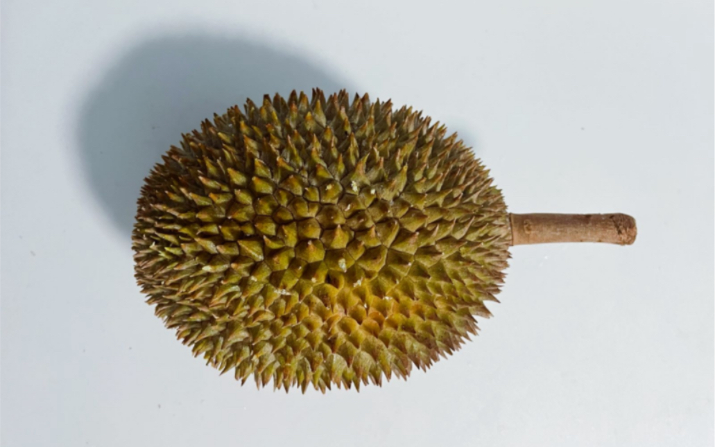 [ 榴莲盲盒no.171 | 江海 ganghai]虽然体型小,但是很饱满!