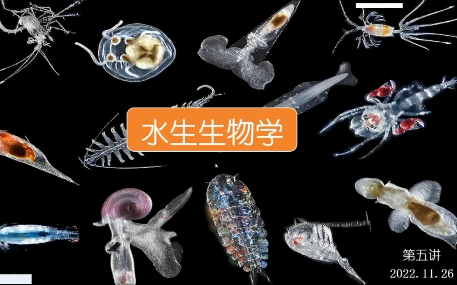 水生生物学科普丨第五节丨冬鱼老师哔哩哔哩bilibili