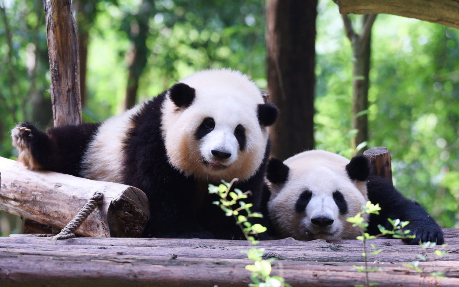 【大熊猫和花】【大熊猫和叶】和花和叶生日快乐呀