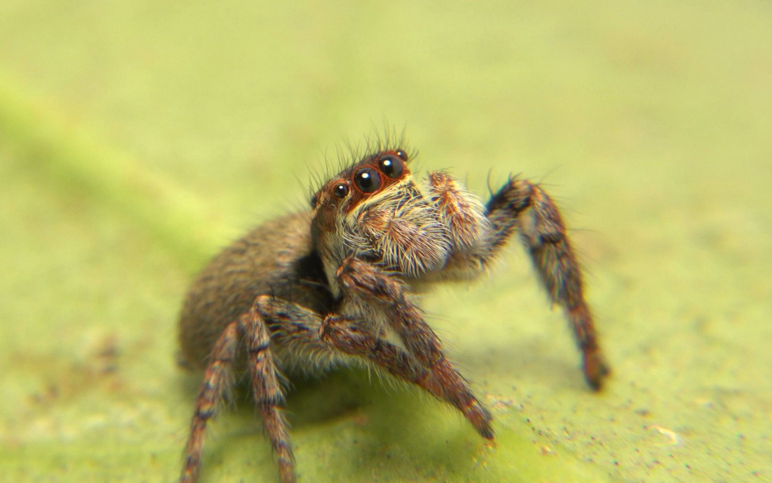 【生物记录/蜘蛛】猫跳蛛