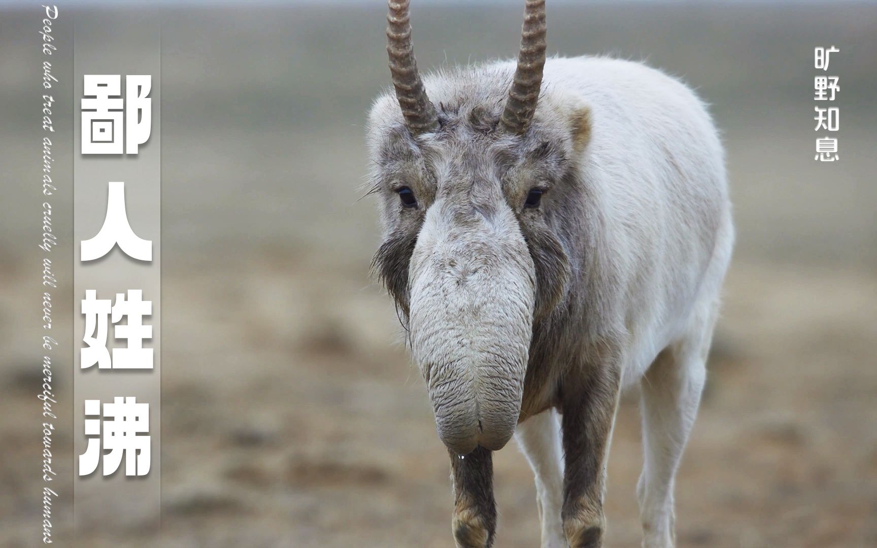 鼻子越大妹子越爱,高鼻羚羊的求爱之路
