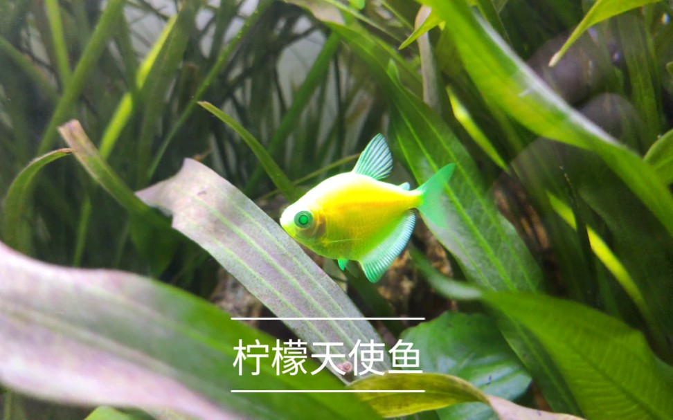 柠檬天使鱼的盛世美颜