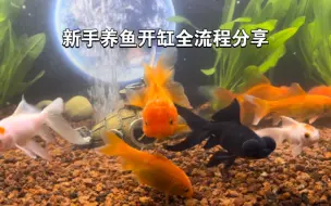 【开缸经验】新手养开缸全流程及经验分享，轻松上手！