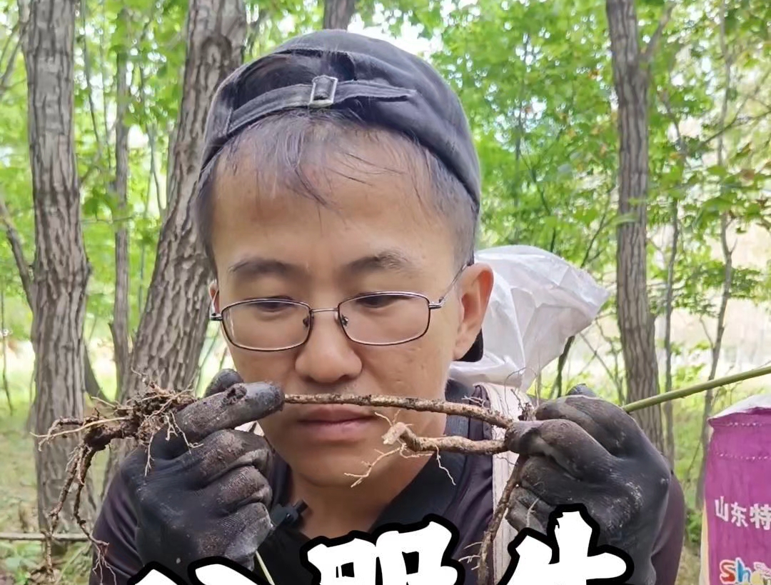 东北大山里的八股牛,它的用处特别多.在俺们村家家都会储备些!