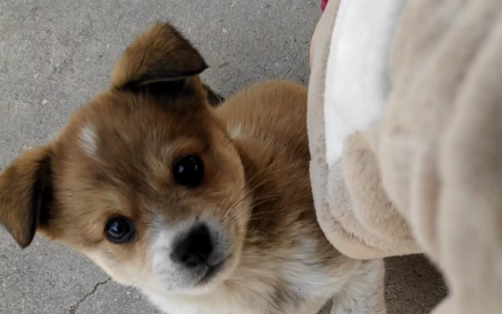 小奶狗太热情了怎么办