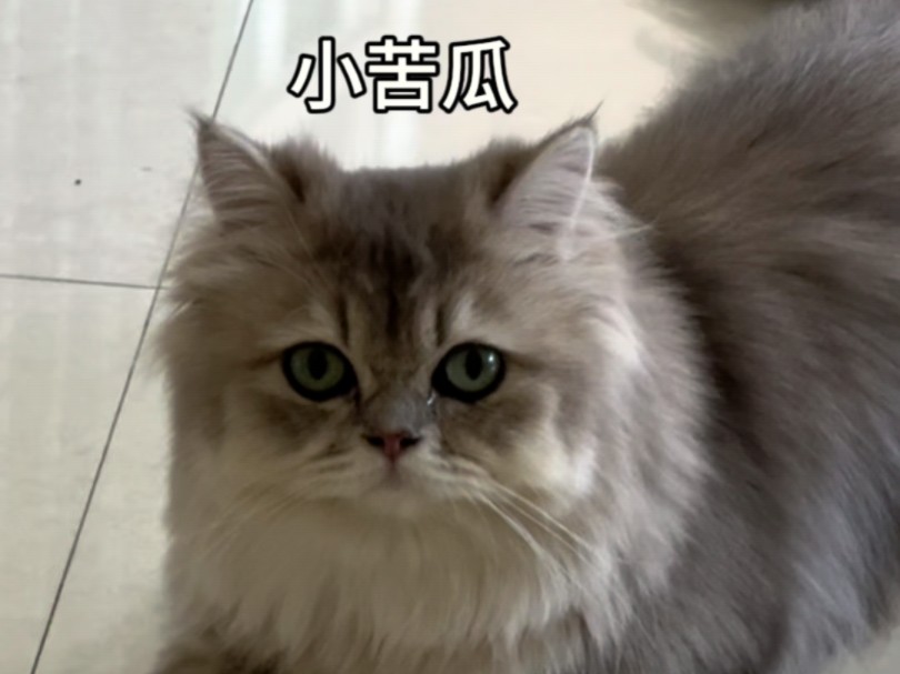 一只方脸的小猫咪,好可爱哟,脸跟个电视机一样