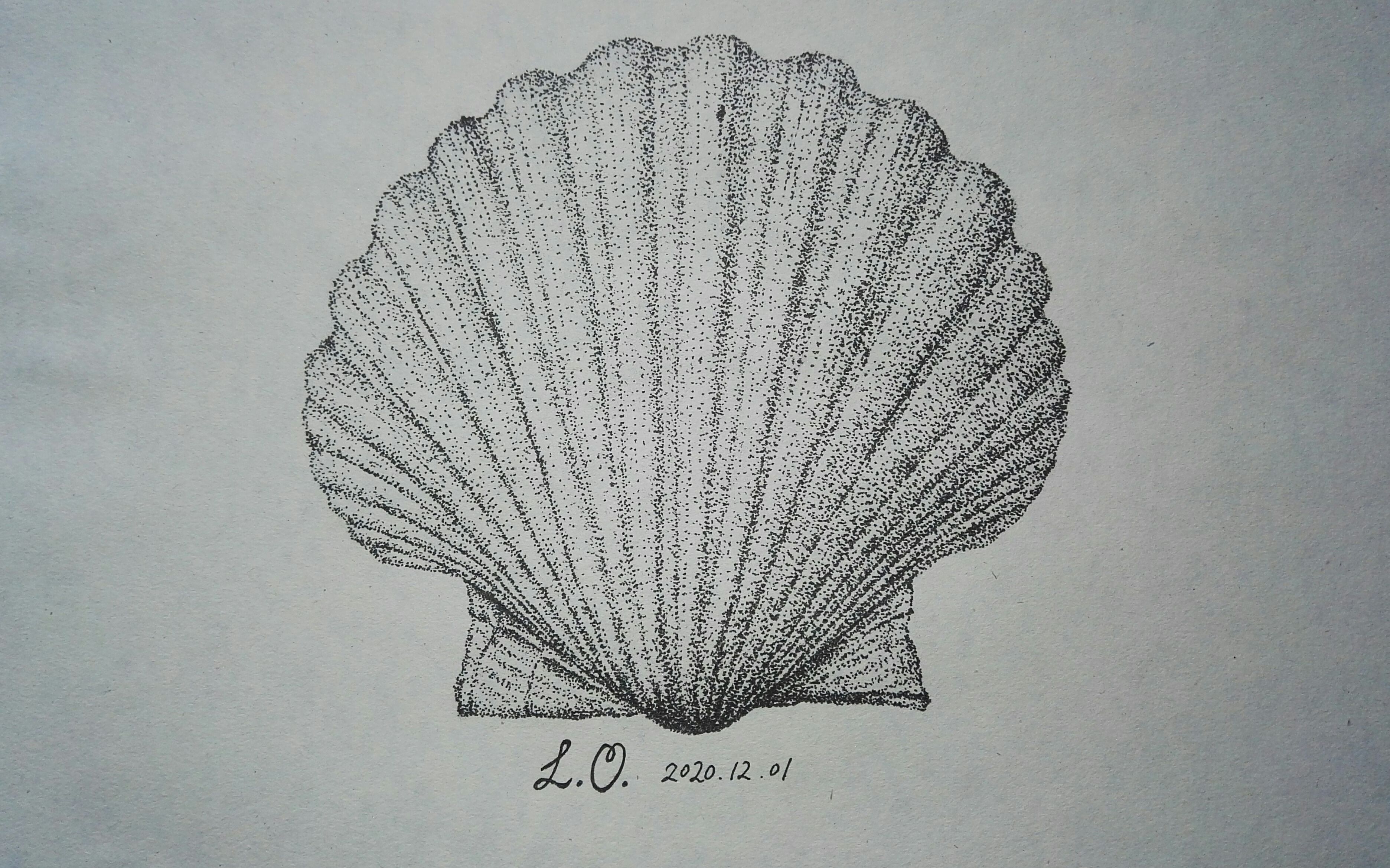 活动  水性笔素描点画《扇贝》
